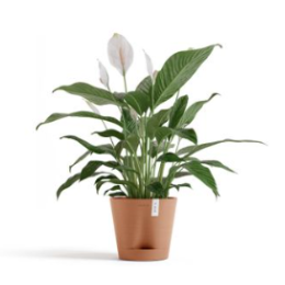 MINTRO Venice 2 Potted peace lily plant with glossy green leaves and white flowers.
