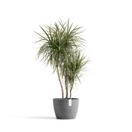 Mintro Stockholm 40 Grau Potted plant with long, slender green leaves in a grey pot.