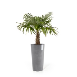 Tall and Large Pots Potted palm tree in a sleek grey planter.