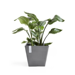The MINTRO Rotterdam series A potted green plant with broad leaves in a grey square planter.